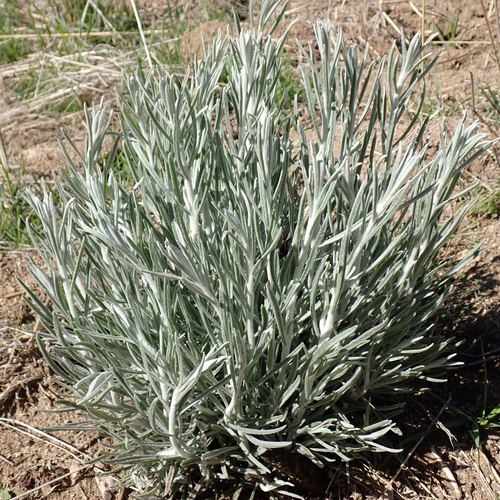 Image of Tetradymia comosa by no rights reserved