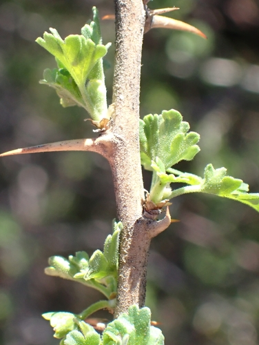Image of Ribes quercetorum by no rights reserved