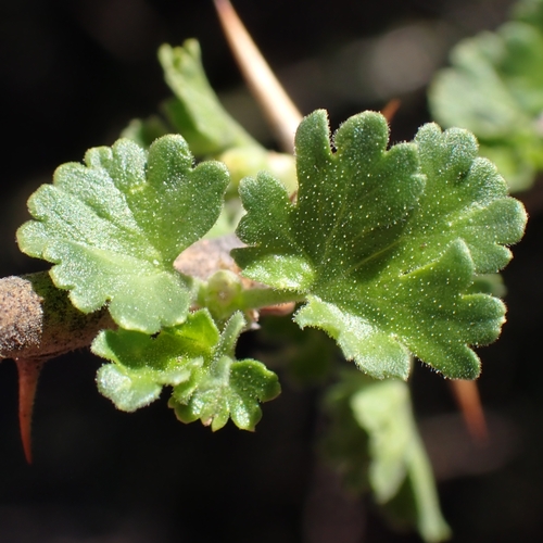 Oak Gooseberry foliage