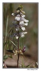 Collinsia tinctoria