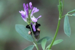 Bombus