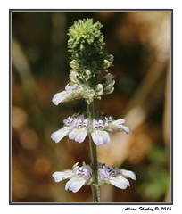 Collinsia tinctoria