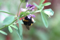 Bombus