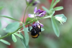 Bombus