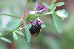 Bombus