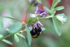 Bombus