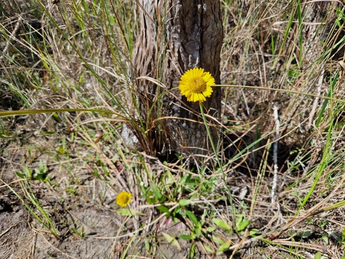 Image of Helenium pinnatifidum by (c) Jens-Christian Svenning, some rights reserved (CC BY)