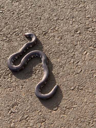 Jodi's pipe snake