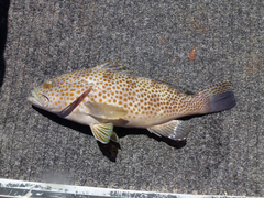 Epinephelus bleekeri