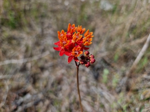 Image of Asclepias lanceolata by (c) Jens-Christian Svenning, some rights reserved (CC BY)
