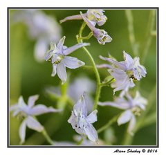 Delphinium hansenii