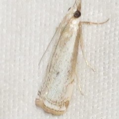 Microcrambus polingi