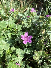 Malva sylvestris