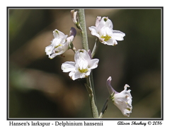 Delphinium hansenii