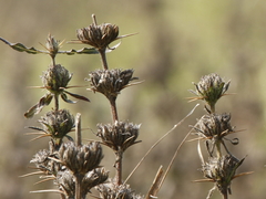 Hygrophila auriculata