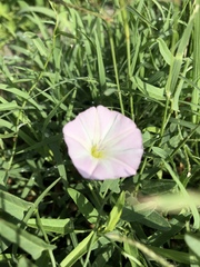 Convolvulus arvensis