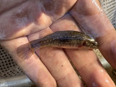 Eastern Mudminnow photo 3