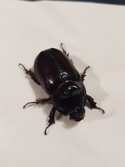 Oryctes nasicornis