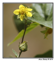 Potentilla gracilis
