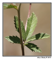 Potentilla gracilis