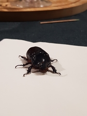 Oryctes nasicornis