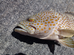 Epinephelus bleekeri