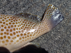 Epinephelus bleekeri