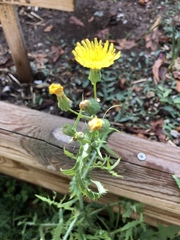 Sonchus oleraceus