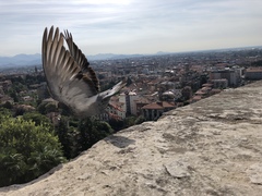 Columba livia domestica