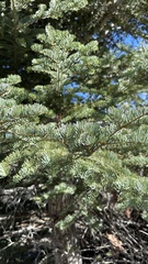 Low's Fir (Abies lowiana)
