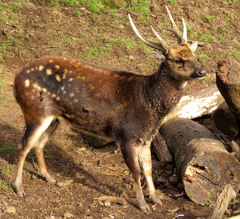 Visayan Spotted Deer photo 2