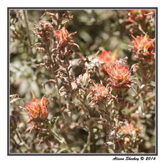 Castilleja applegatei