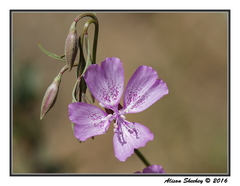 Clarkia dudleyana