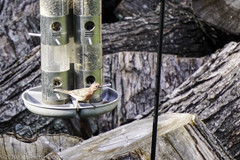 Haemorhous mexicanus