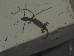 Hemiphyllodactylus typus