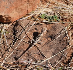 Diporiphora australis