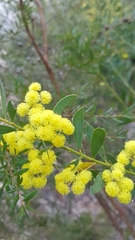 Acacia prominens