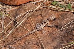 Diporiphora australis