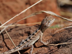 Diporiphora australis