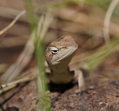 Diporiphora australis