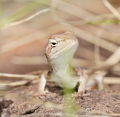 Diporiphora australis