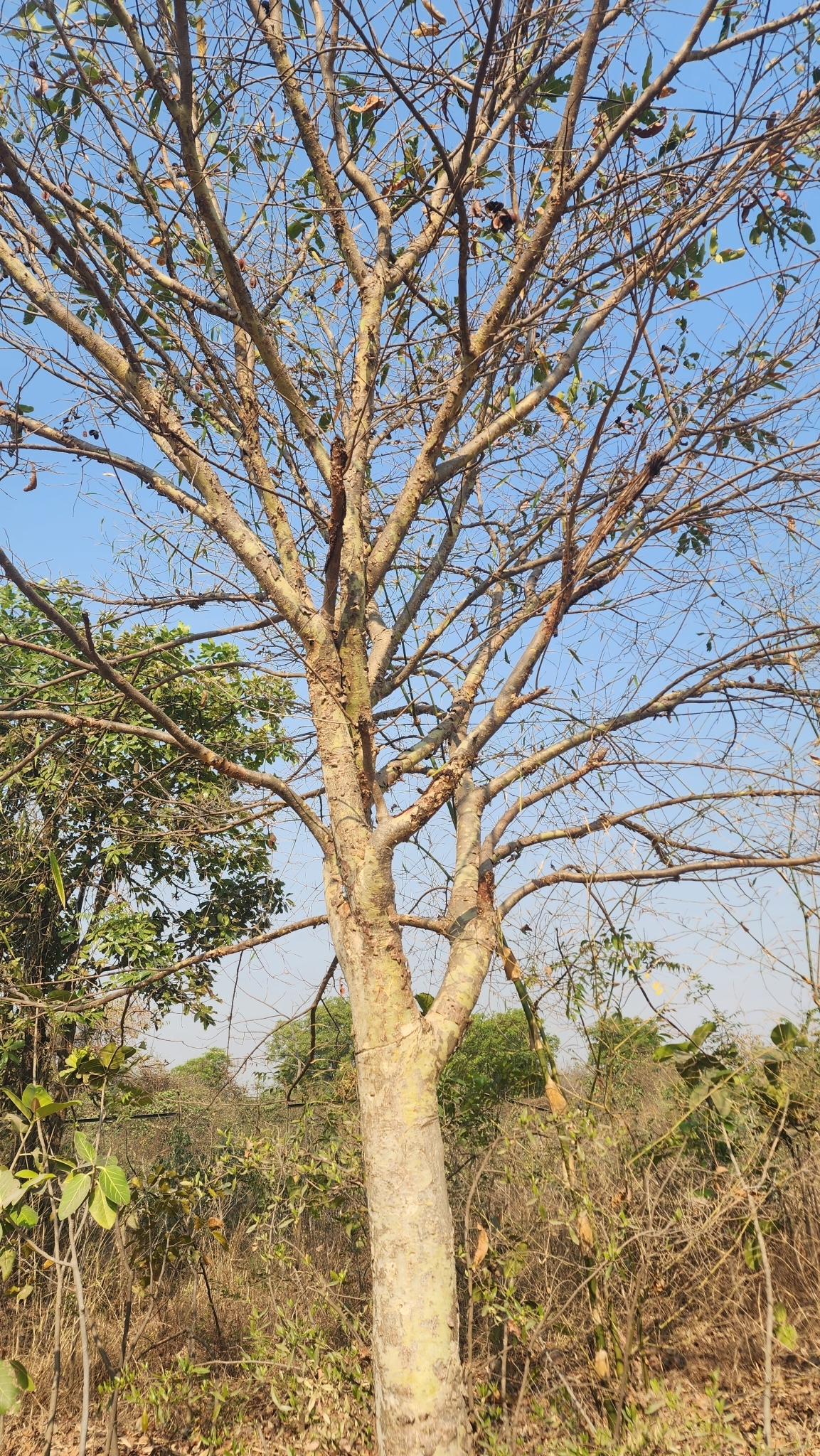 Imagem de Arjuna