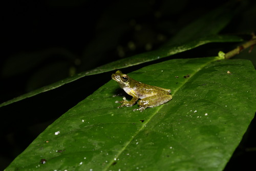 Litoria pronimia, 2025-03-04