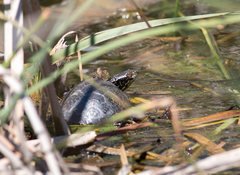 Emys orbicularis occidentalis