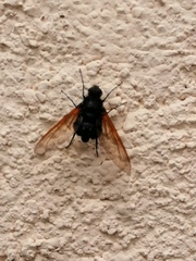 Satyramoeba hetrusca