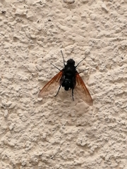 Satyramoeba hetrusca