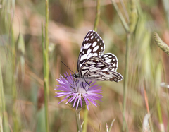 Melanargia ines