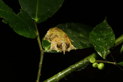 Litoria prora, 2025-03-04