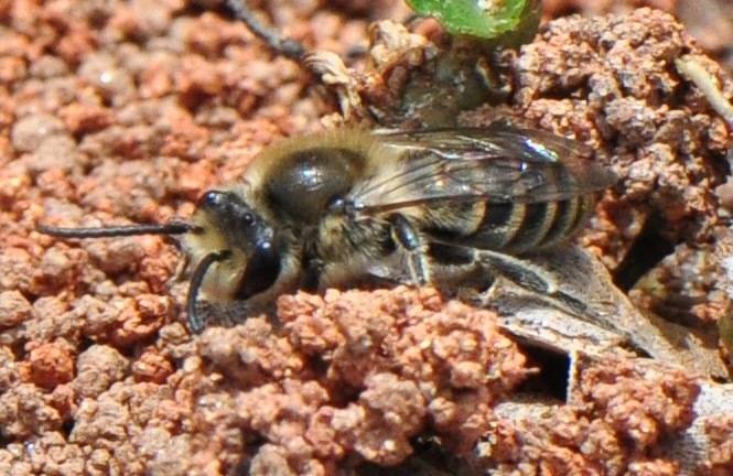 Unequal Cellophane Bee