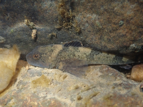 Mottled sculpin (Cottus bairdii) — Cottidae — 4